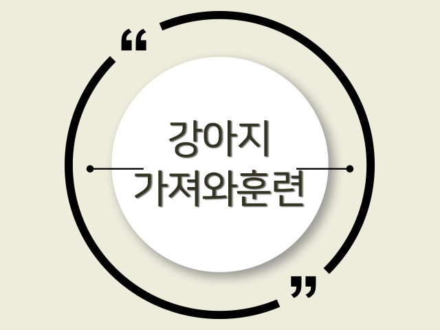 우리 강아지 천재 소리 듣게 만드는 '가져와 훈련'