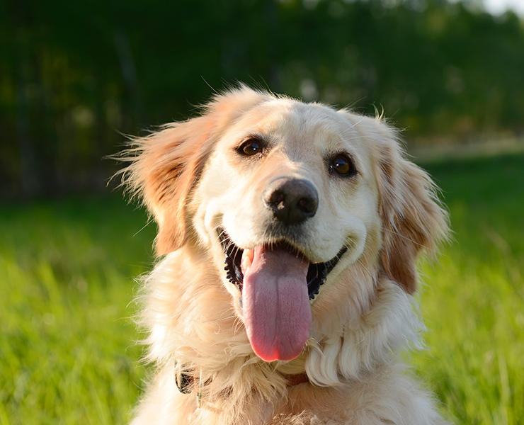 강아지 털갈이, 이렇게 관리하세요!