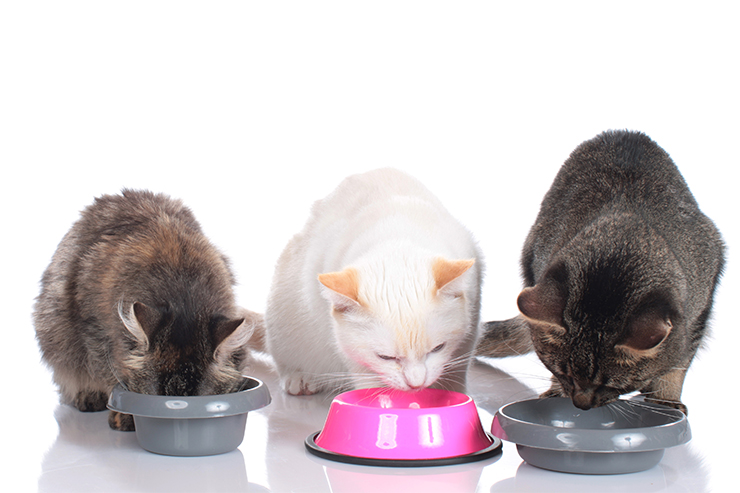 고양이가 먹으면 안되는 음식 알아보기!