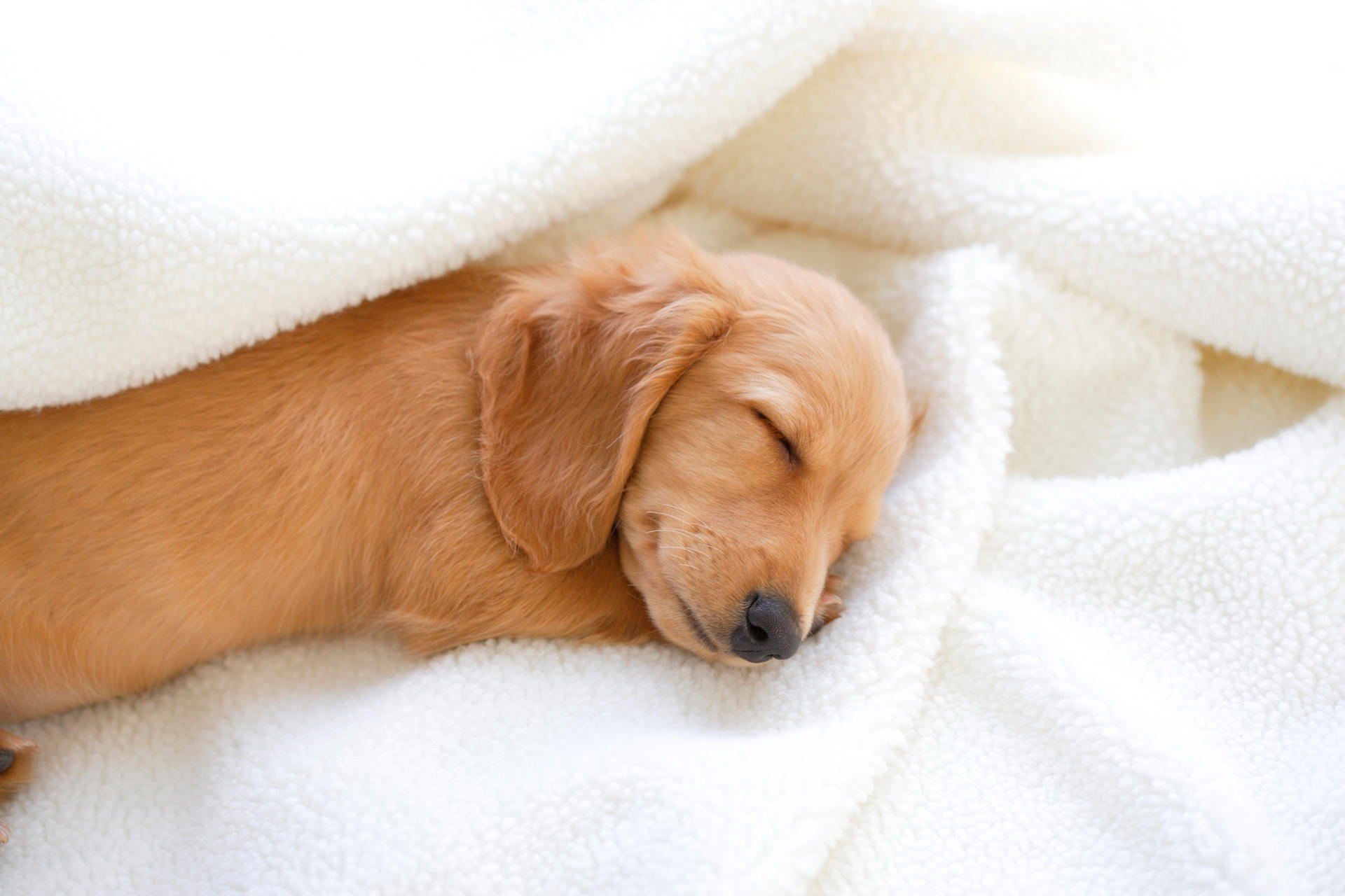 힘 없는 우리 반려견, 우울증에 걸렸을 수도 있어요