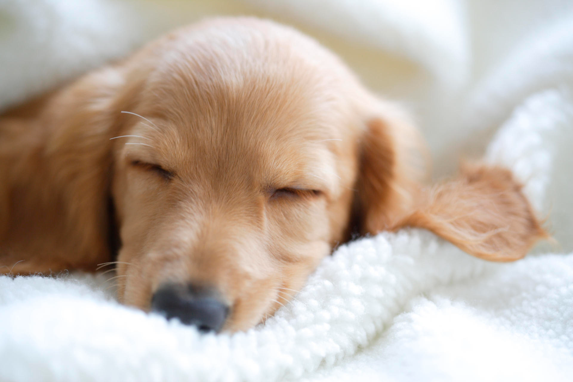 휘바휘바~ 자일리톨 강아지에겐 독이에요!