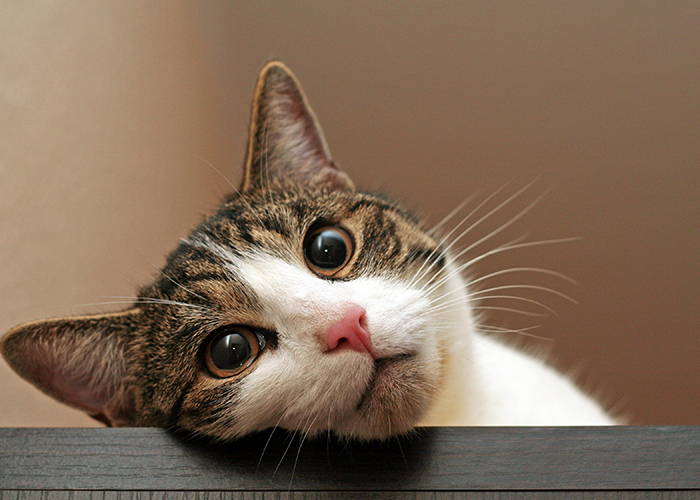 냐옹냐옹 고양이의 감정표현! 정말 다양해요