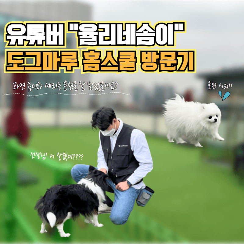 ★ 도그마루 홈스쿨에 유튜버 "율리네솜이"가 떴다! ★