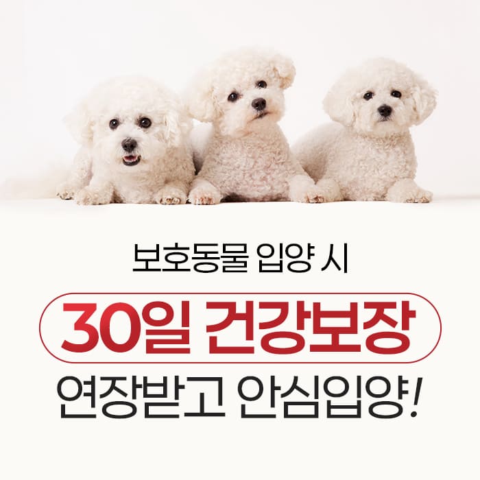 🐶🐱도그마루, 보호동물 입양 시 30일 건강 보장🧡🧡