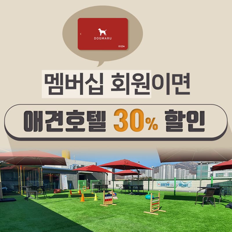 도그마루 트레이닝 애견 호텔