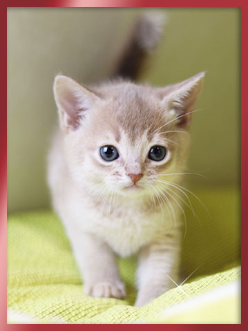 아비시니안 분양