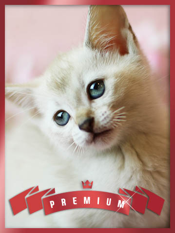 아비시니안 분양