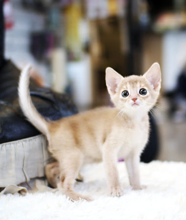 아비시니안 분양