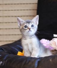 아비시니안 분양