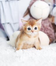 아비시니안 분양