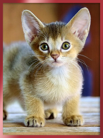 아비시니안 분양