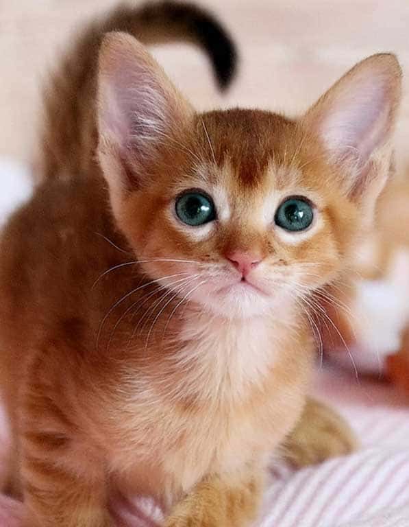 아비시니안 분양