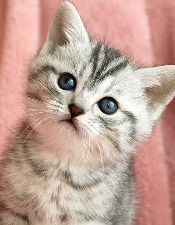 아메리칸숏헤어 분양