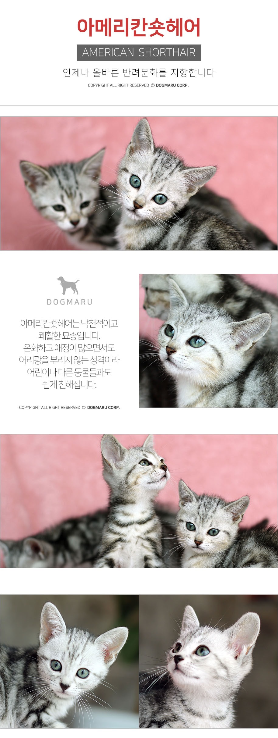 아메리칸숏헤어 분양