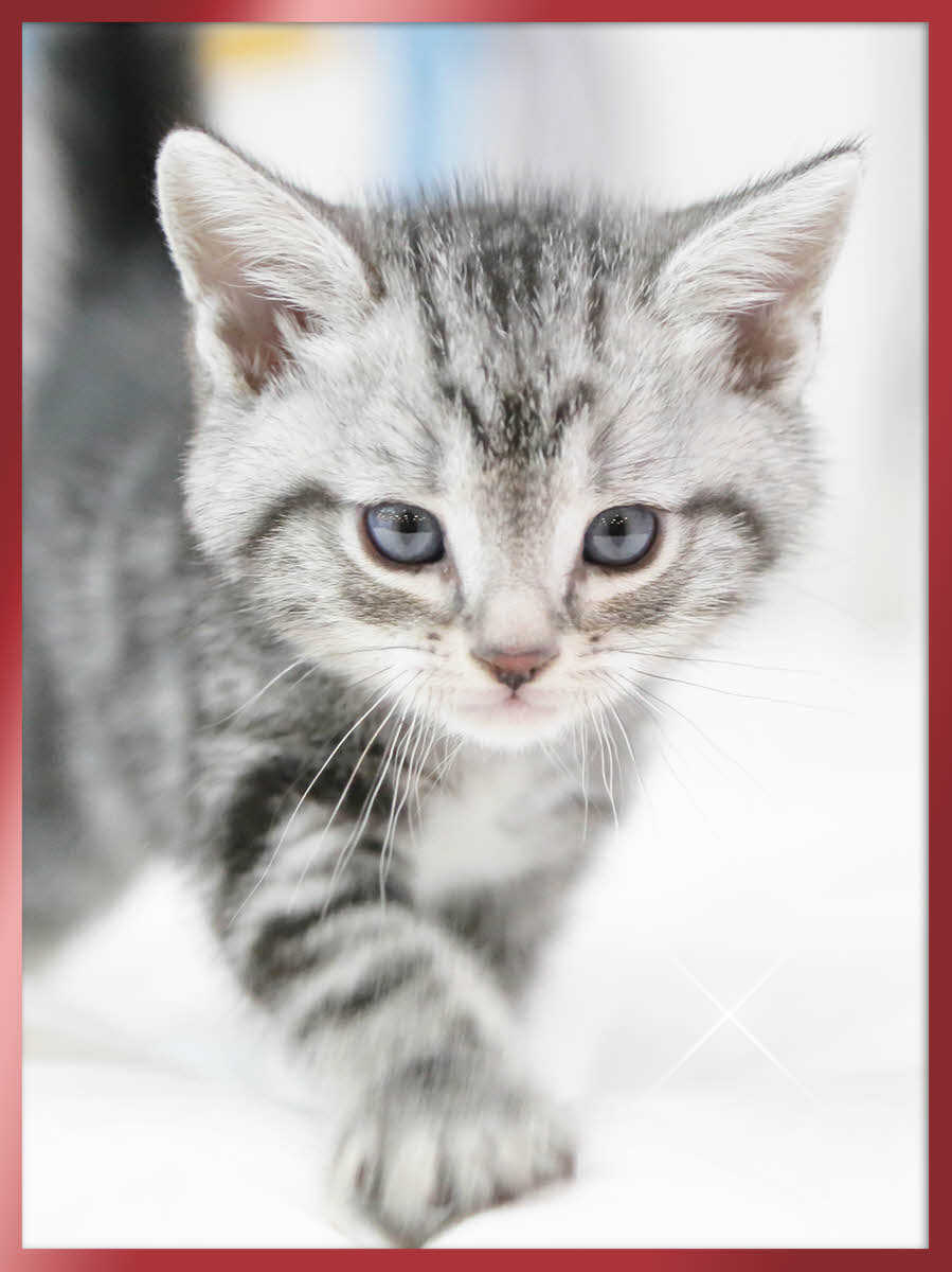 아메리칸숏헤어 분양