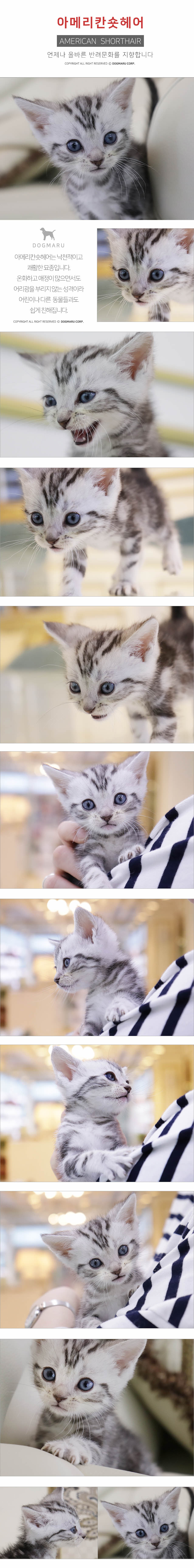 아메리칸숏헤어 분양