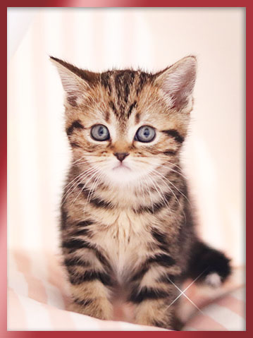 아메리칸숏헤어 분양