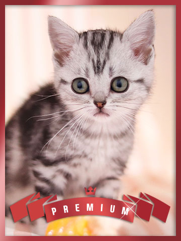 아메리칸숏헤어 분양