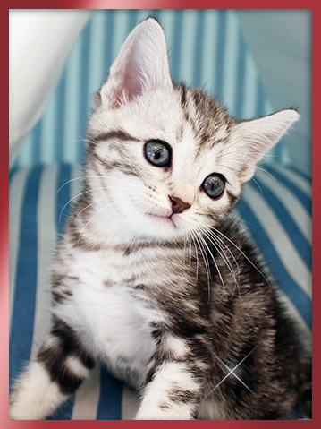 아메리칸숏헤어 분양