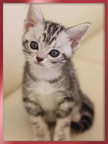 아메리칸숏헤어 분양