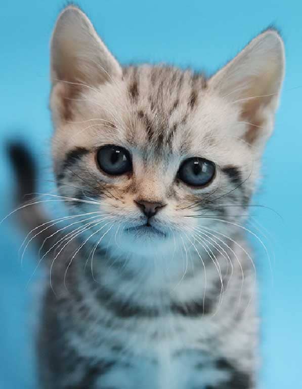 아메리칸숏헤어 분양