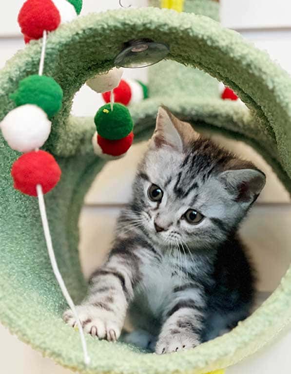 아메리칸숏헤어 분양