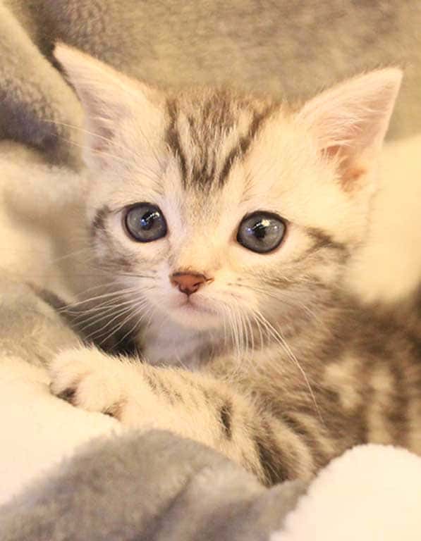 아메리칸숏헤어 분양