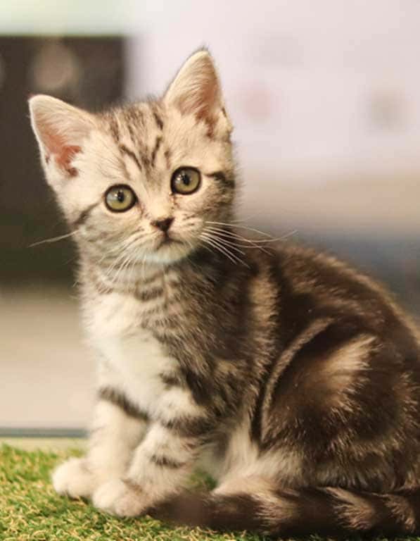 아메리칸숏헤어 분양