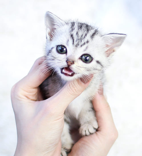 아메리칸숏헤어 분양