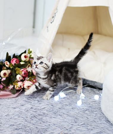 아메리칸숏헤어 분양