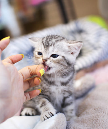 아메리칸숏헤어 분양