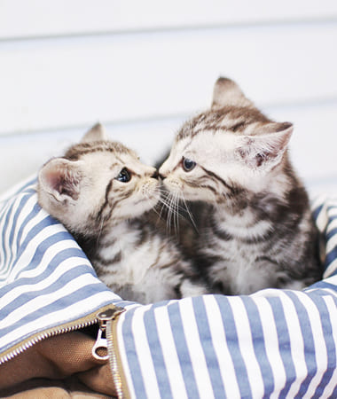 아메리칸숏헤어 분양