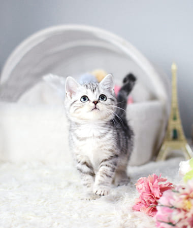 아메리칸숏헤어 분양