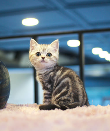 아메리칸숏헤어 분양