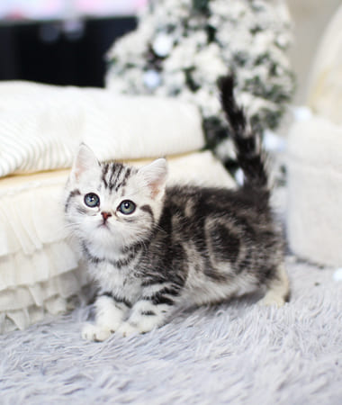 아메리칸숏헤어 분양