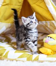 아메리칸숏헤어 분양