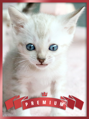 스노우 벵갈 분양