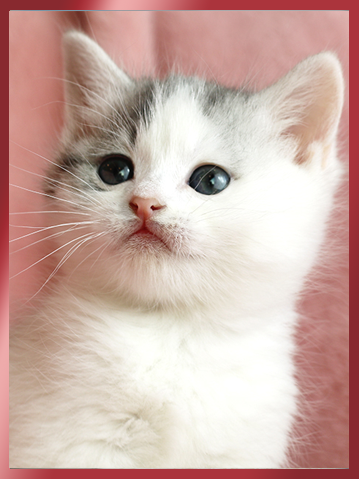 브리티쉬 숏헤어 분양