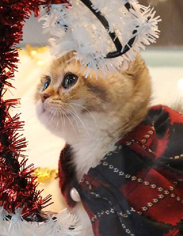 브리티쉬숏헤어 분양