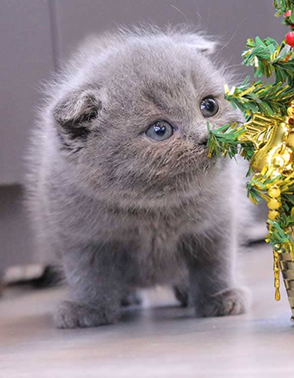 브리티쉬숏헤어 분양