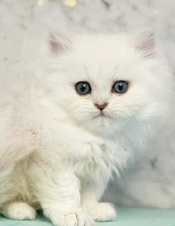 브리티쉬 숏헤어 분양