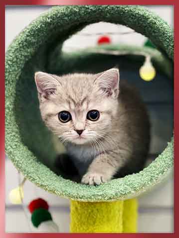 브리티쉬숏헤어 분양