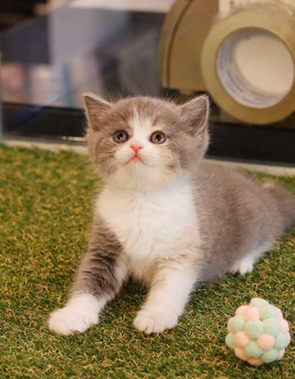 브리티쉬숏헤어 분양