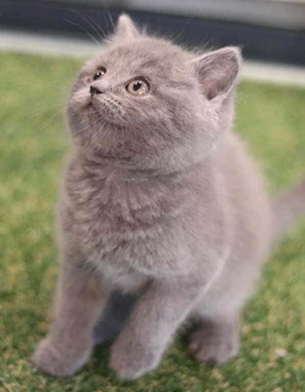 브리티쉬숏헤어 분양