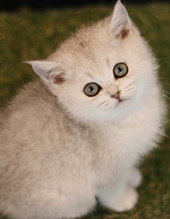 브리티쉬숏헤어 분양