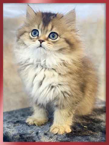 브리티쉬숏헤어 분양