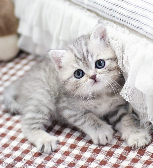 브리티쉬숏헤어 분양