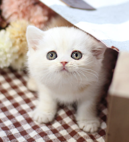 브리티쉬숏헤어 분양