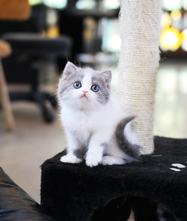 브리티쉬숏헤어 분양