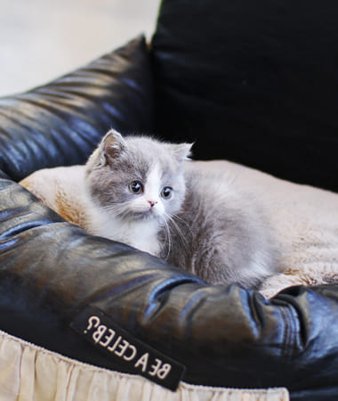 브리티쉬숏헤어 분양